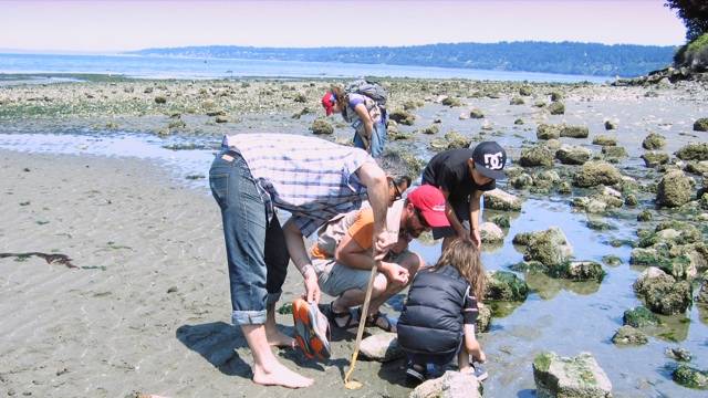 a group gathers at a seattle beach to tidepool with seattle aquarium volunteers