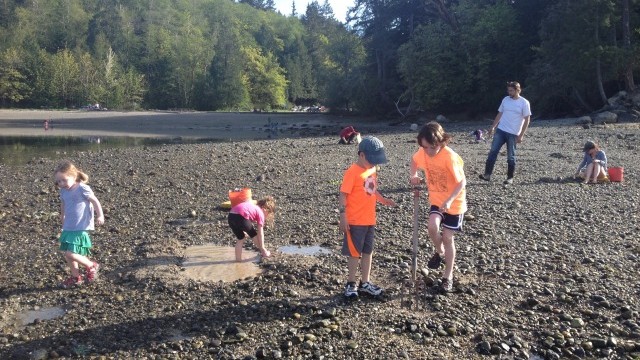 kids dig for clams at the best south sound beaches