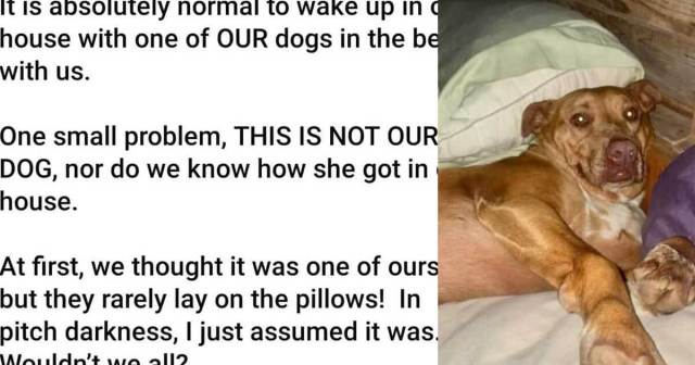 Couple Wakes Up with a Strange Dog in Their Bed, Sweetest Story Ensues