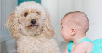 baby with puppy - babies & pets