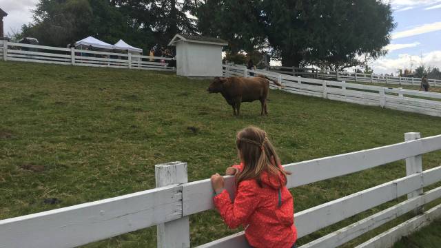 a girl looks at a cow in the pasture at kelsey creek farm a free thing to do with kids in seattle