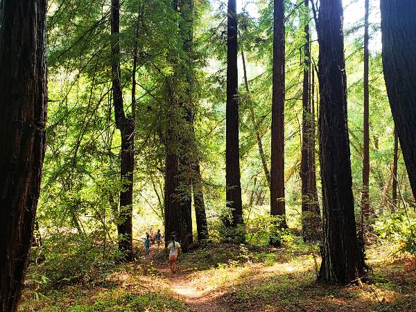 Three girls hike under redwood trees at Henry Cowell State park