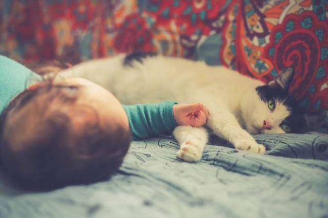 baby sleeping next to cat - babies & pets