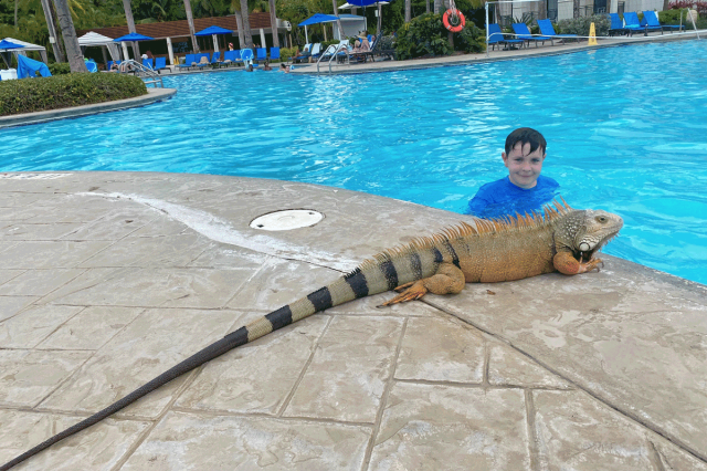 large iguana in front of boy in the pool at Wyndham Grand Rio Mar puerto rico