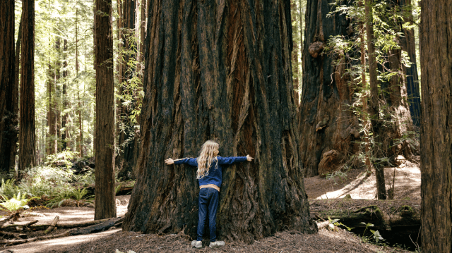 Girl hugs redwood tree in the bay area