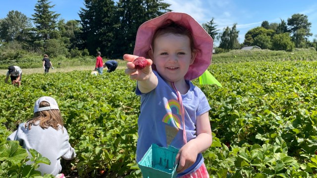 a girl shows off a berry from a strawberry u pick farms near seattle, picha