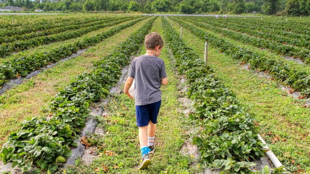 a boy wanders in a u-pick strawberry farm field