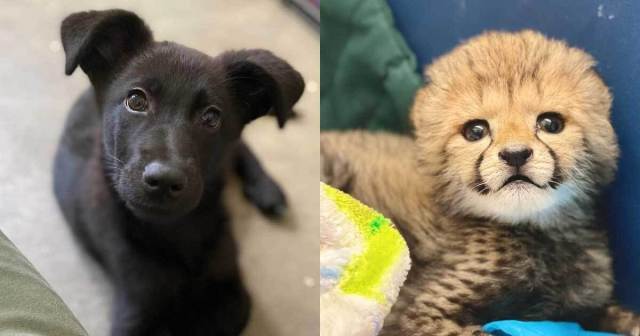 Cincinnati Zoo Adopts Puppy Friend for Newborn Cheetah Cub