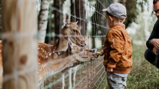 child petting several animals through fence at animal farm