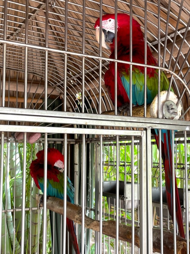 birds in Hilton Aurba bird garden 