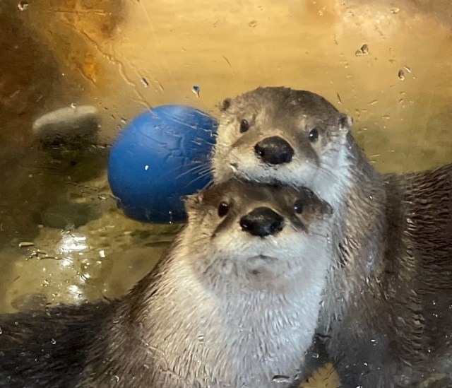 Otters at Delmarva Discovery Center