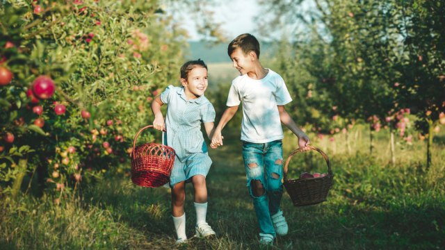 two kids walking through a upick apple orchard near chicago
