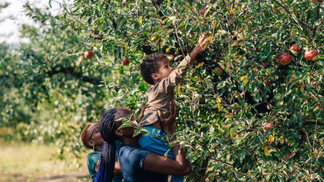 Bushels of Fun: The 17 Best Places for Apple Picking near DC