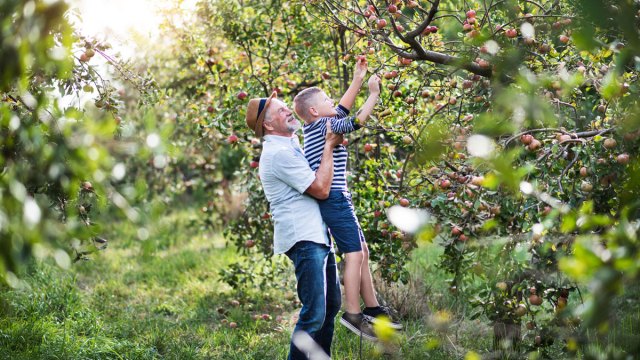 older man holding up boy while apple picking in washington state