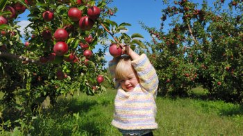 young child picking apples in julian