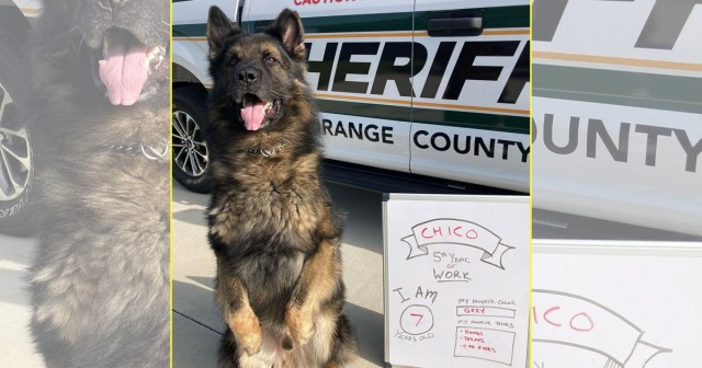 Sheriff K-9 Looks Adorably Proud in His ‘Back-to-School’ Photo