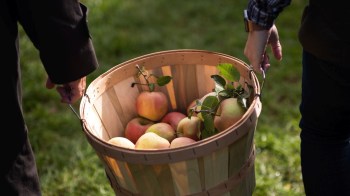 Two hands hold a basket of freshly picked apples