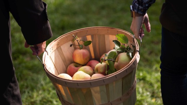 Ripe This Way: U-Pick Apple Orchards near Portland