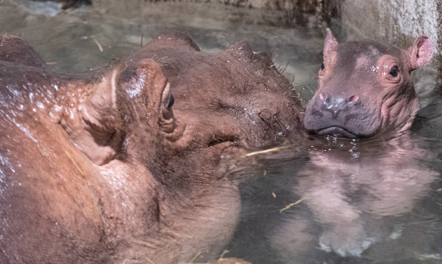 Cincinnati Zoo Shares Birth Video of Fiona the Hippo’s New Little Sister