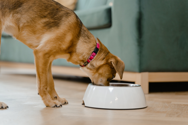 A Veterinarian Answers All of Your Questions About Your Pet’s Diet