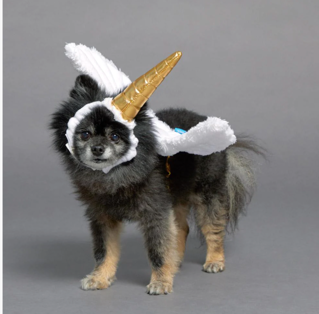 black and grey dog wearing a unicorn horn and wings