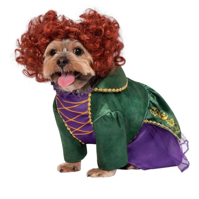 Dog wearing Winifred Sanderson costume