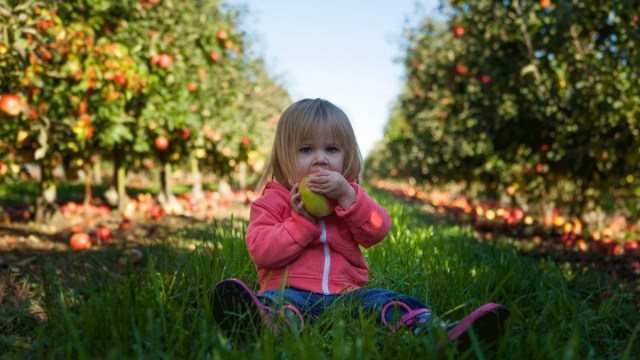a girl sits eating an apple in an apple orchard during u pick season