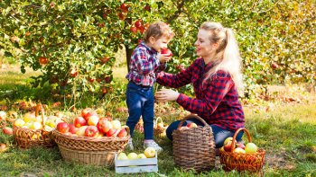 child and mother in apple orchard picking apples