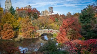 fall foliage at The Pond in New York's Central Park