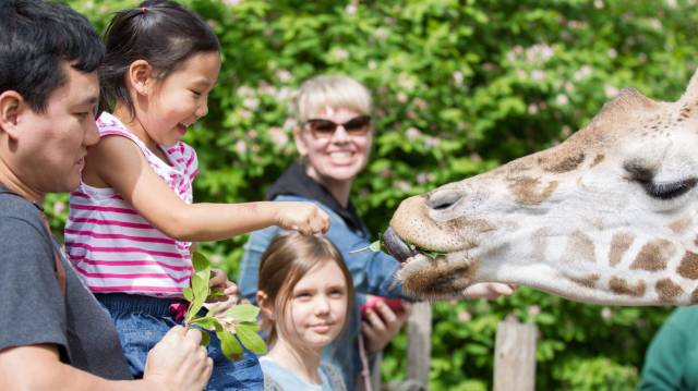 a girl feeds a giraffe at Woodland Park Zoo in Seattle with her father and onlookers