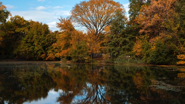 fall foliage autumn lake