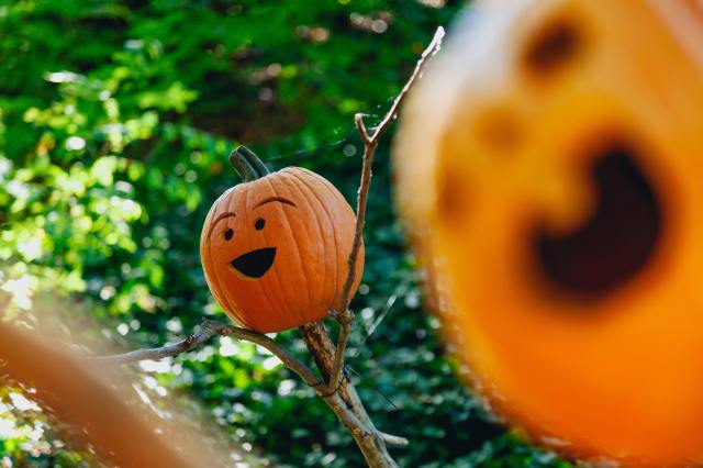 pumpkin smile carved face fall foliage