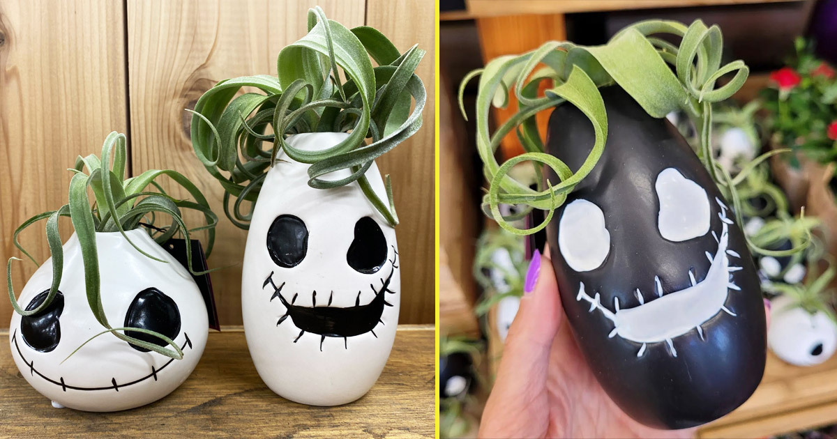 Trader Joe's Just Dropped Ghoul Air Plants
