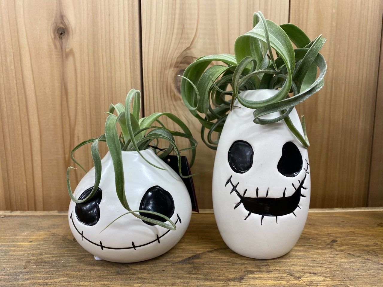 Trader Joe's Just Dropped New Ghoul Air Plants