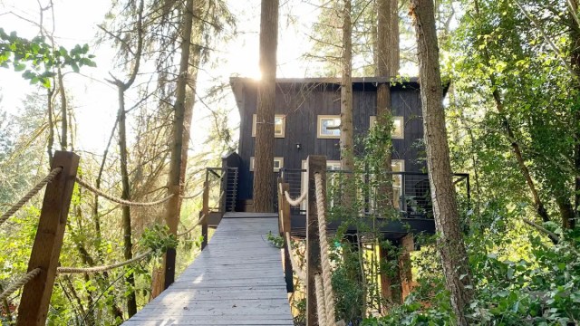 Looking up at a treehouse rental in oregon through the trees, with the sun in the background
