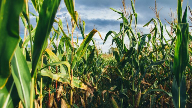 fields of corn in a corn maze