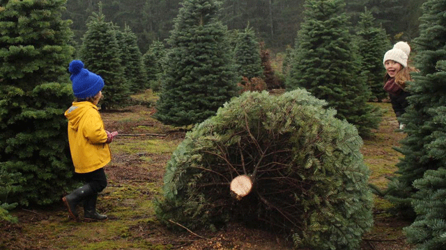 Two children play at a Christmas tree farm in Portland after picking out their tree