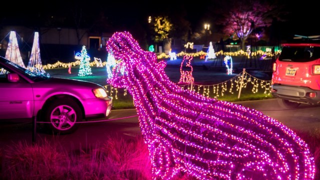 a lighted purple hippo greets cars driving through ZooLights at a Portland Christmas events
