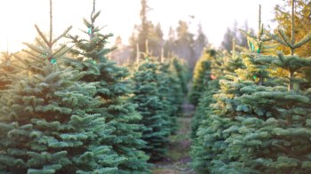 rows of Christmas trees at tree farm