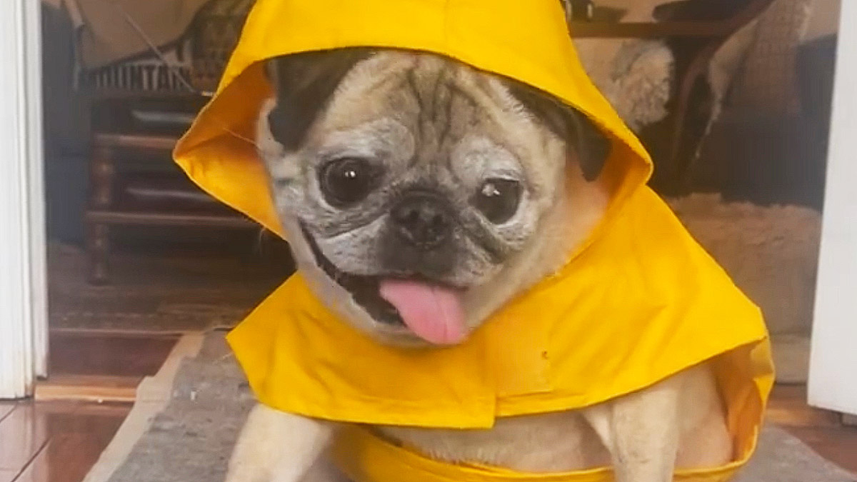 Noodle the Pug Has Died, So It’s Definitely a No Bones Day