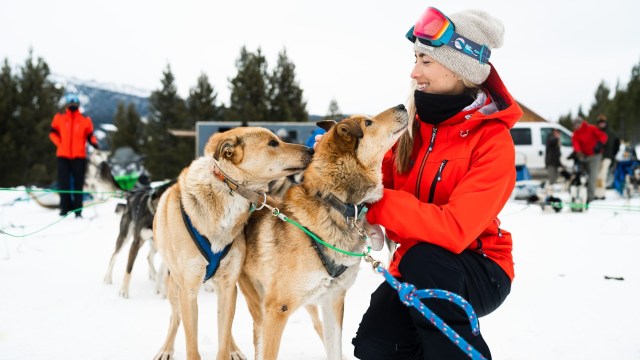 woman petting sled dogs