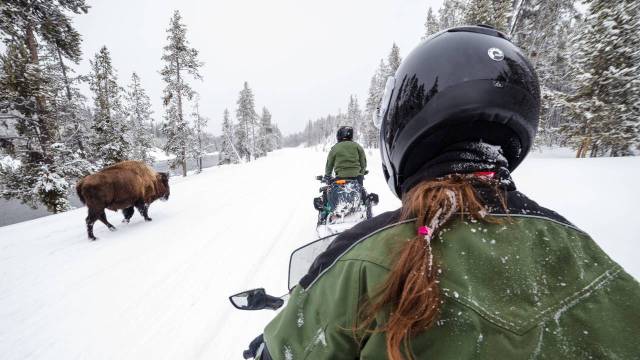 snowmobilers ride past a bison at Yellowstone