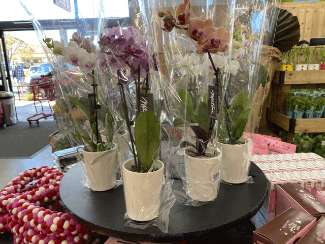 Orchids are among Trader Joe's Valentines day products