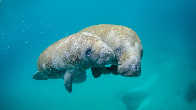 kids can learn about manatees with animal triva for kids.