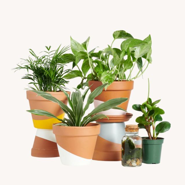set of assorted houseplants in tan planters