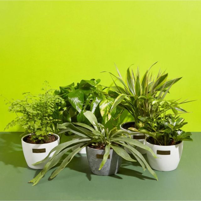 assortment of plants against a bright green background