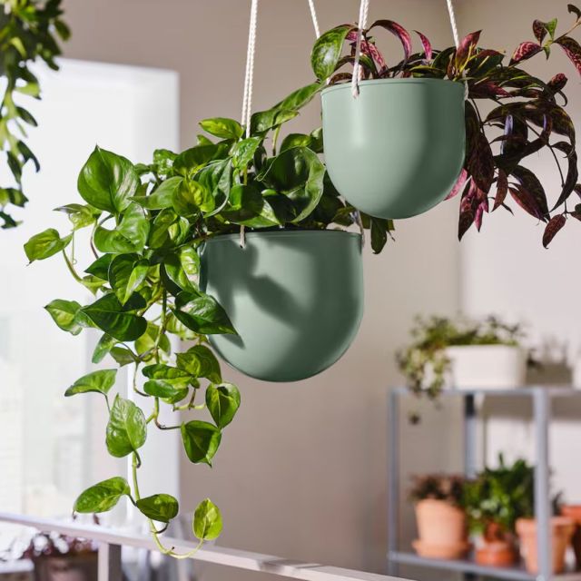 green plastic hanging plant planters hanging in living room