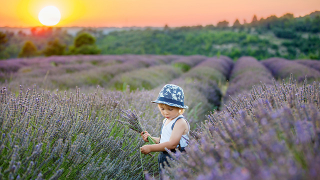 little boy with a French baby name in a lavender field 