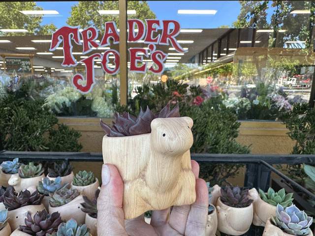 The new Trader Joe's planters are cute animals.