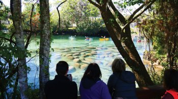 manatee viewing is just one of the things you can do in Crystal River FL